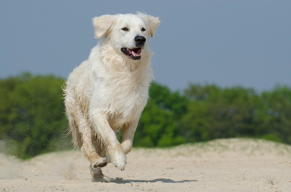 Hond mee naar het buitenland